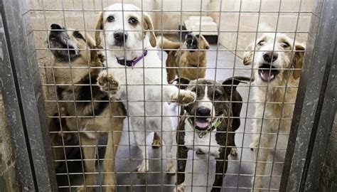 Colorado is one of the nation's best states for shelter animals